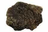 Fossil Tyrannosaur (T rex) Vertebra Section - Wyoming #350456-1